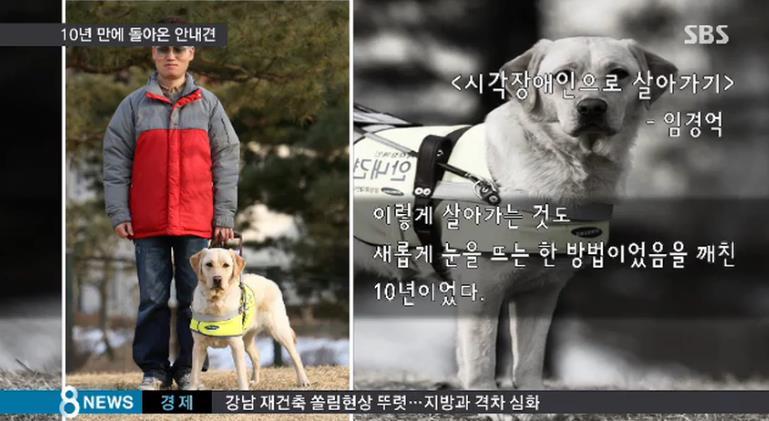 한국.. 10년간 맹인 안내견으로 살아오다 은퇴한 풍금이.. | 인스티즈