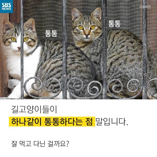 길 고양이가 뚱뚱한 이유..jpg | 인스티즈