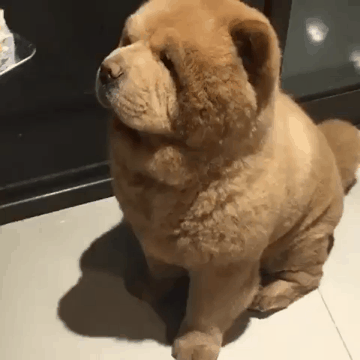 곰돌이 같은 개.gif | 인스티즈