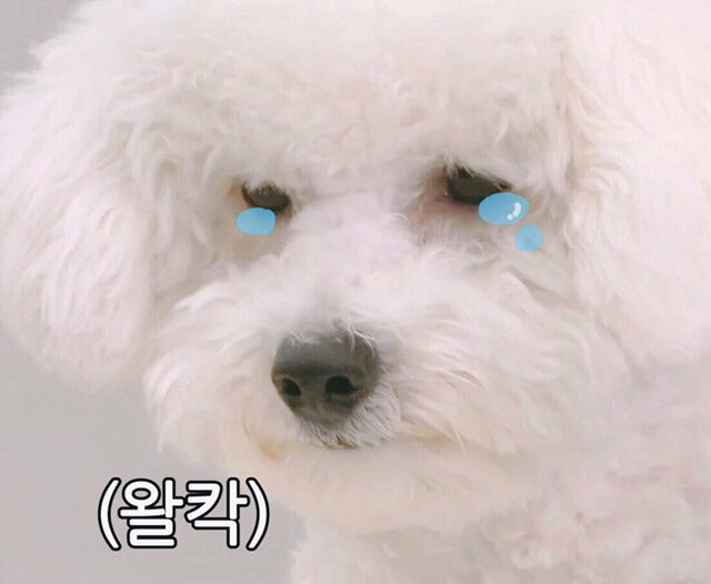 인지망 이미지