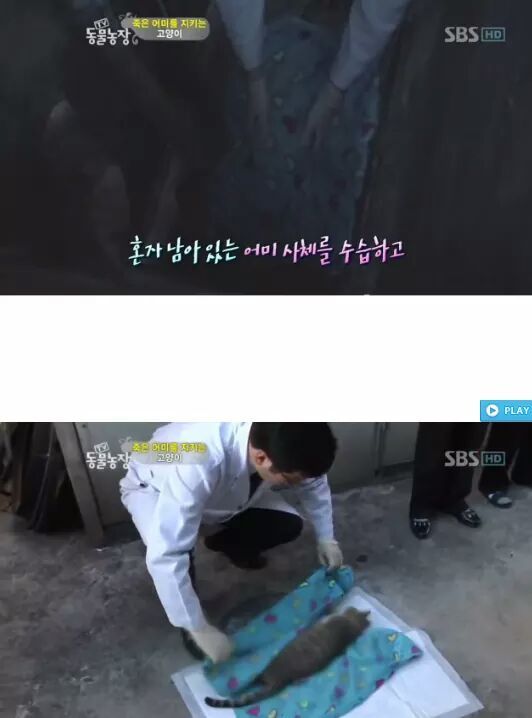 길냥이들의 삶 | 인스티즈