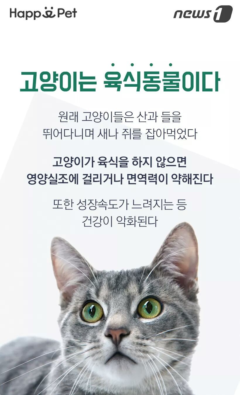 고양이가 풀을 먹는 이유 | 인스티즈