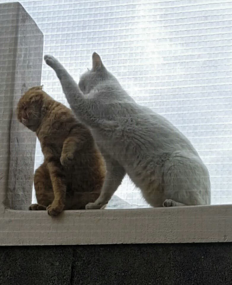 상남자 고양이 . jpg | 인스티즈
