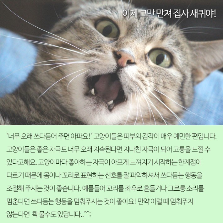 고양이가 갑자기 무는 이유 | 인스티즈