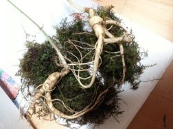 디자인춤 이미지