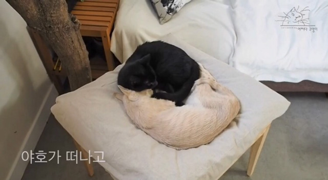 내 고양이의 장례식(슬픔주의) | 인스티즈