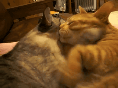 껴안고 난리남﻿﻿.gif | 인스티즈