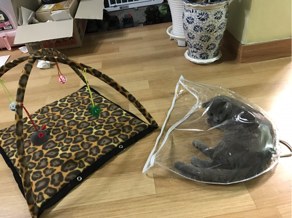 고양이 모빌 텐트를 사고 난 후.jpg | 인스티즈