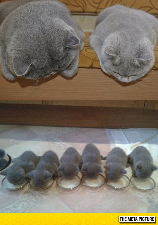 고양이 가족 | 인스티즈