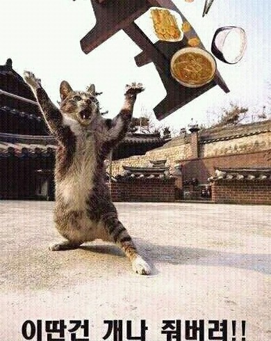 미친 고냉이 모음ㅡㅅㅡ | 인스티즈