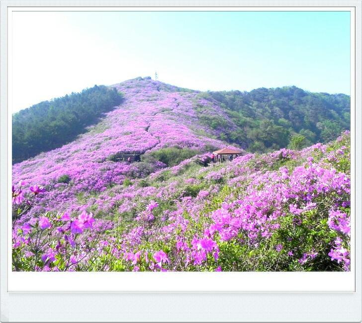 서부농협주유소 이미지