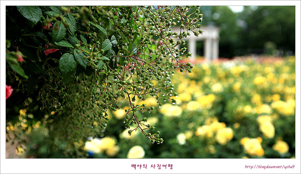장미레코드 이미지