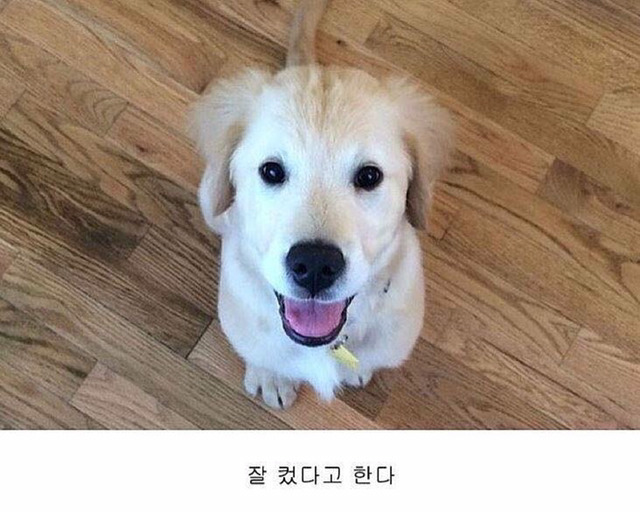 철길깐 댕댕이 | 인스티즈