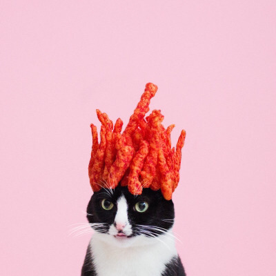 Tumblr : #cat #pink | 인스티즈