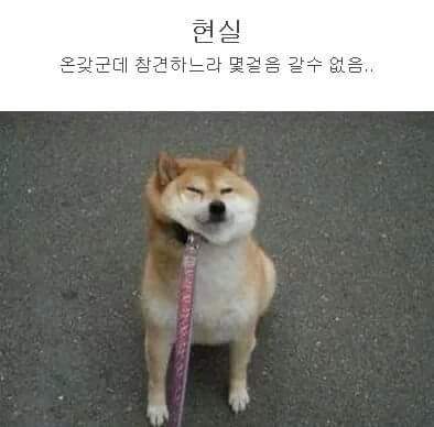 강아지 산책 공감 갑 | 인스티즈