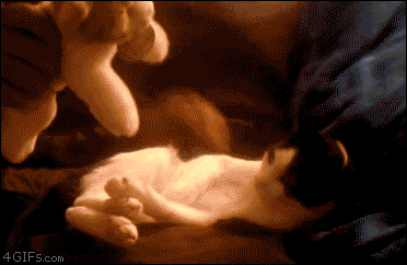 인형 좋아하는 고양이2 .gif | 인스티즈