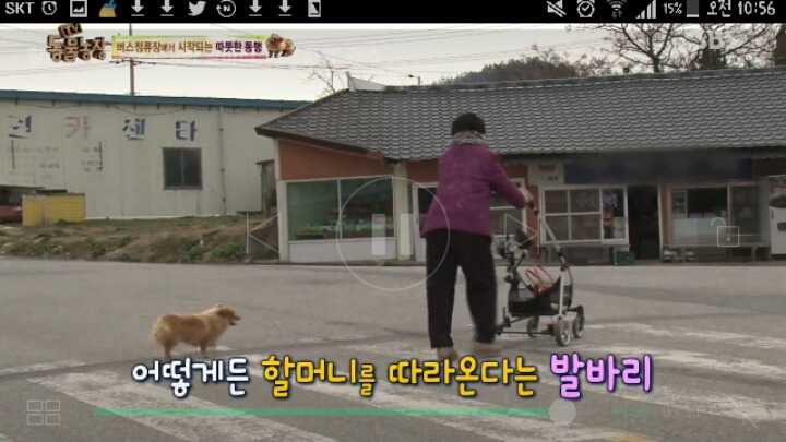 [동물농장] 할머니와 발바리의 따뜻한 우정 | 인스티즈