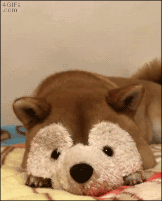 너구리인척하는 댕댕이.gif | 인스티즈