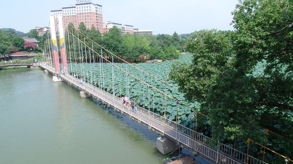 데이트 코스로 유명한 전주 덕진공원 예쁜 연꽃 풍경 | 인스티즈