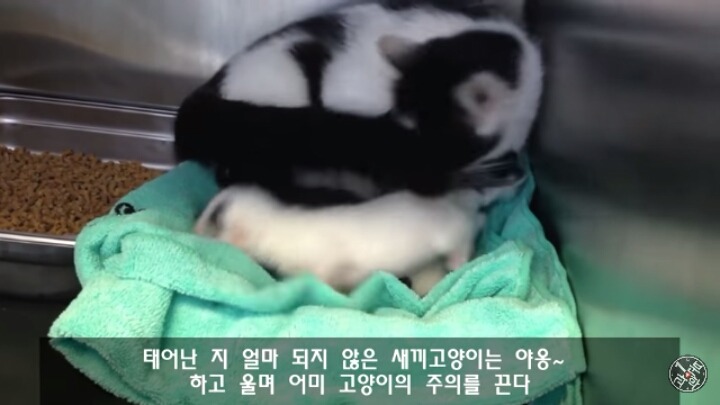 고양이가 "야옹~"하고 우는 이유는?? | 인스티즈