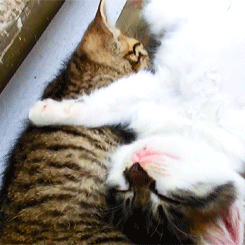 고양이.jpgif | 인스티즈