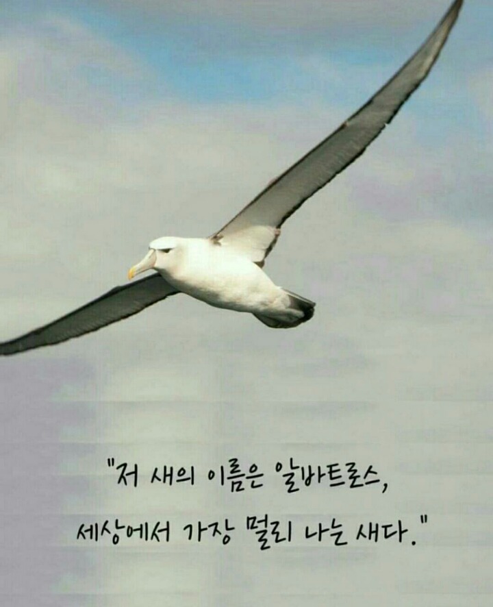 알바트로스 이미지