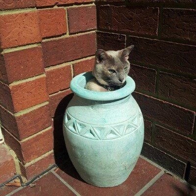 공간이 보이면 들어가는 고양이.jpg | 인스티즈