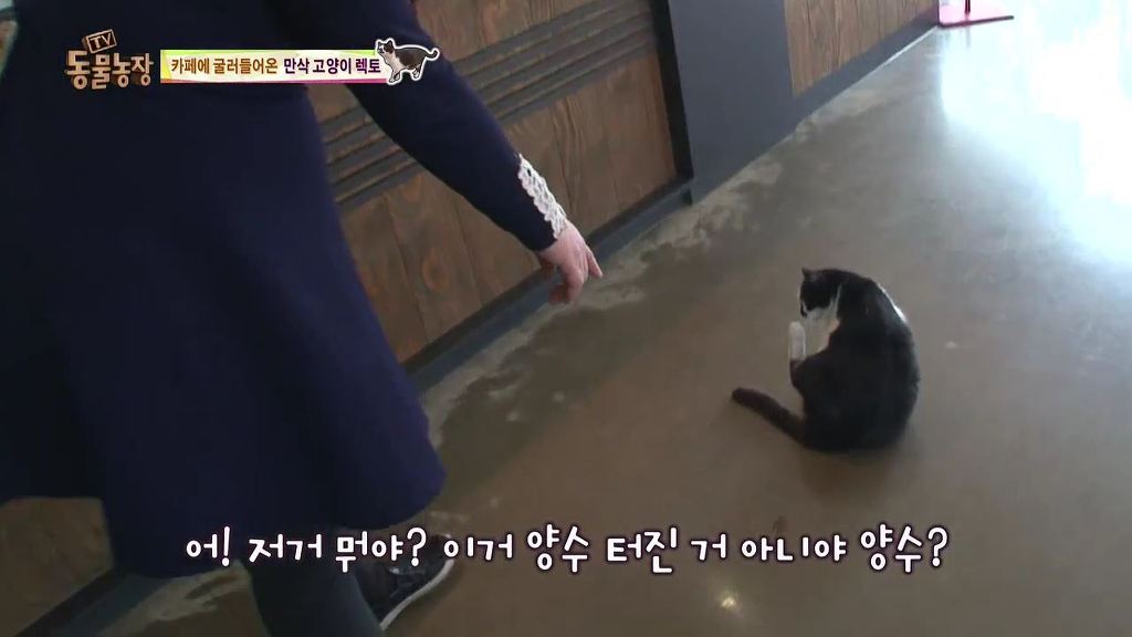 동물농장 [카페에굴러들어온고양이렉토] | 인스티즈