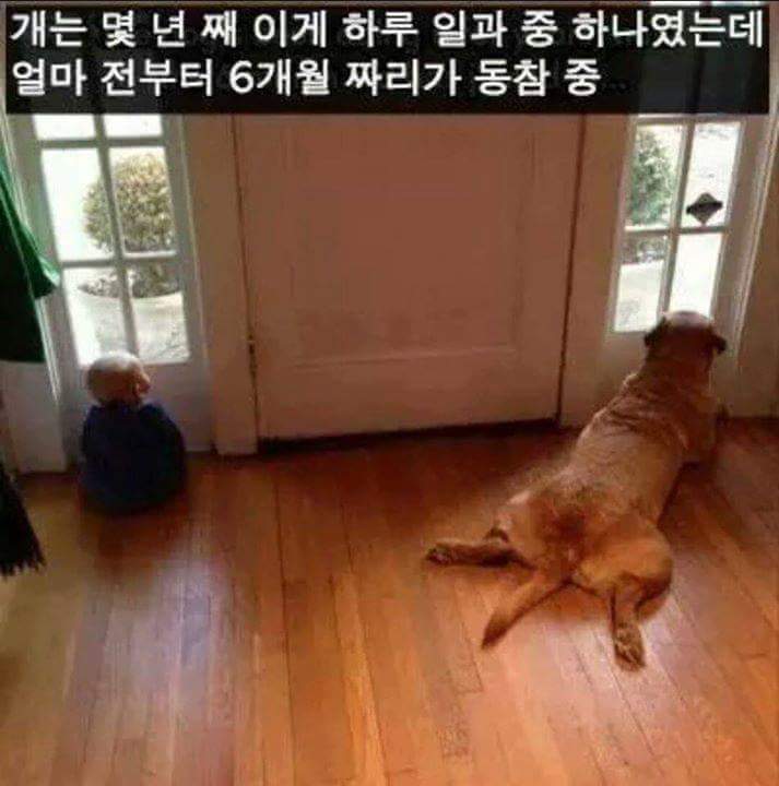 강아지를 키우는 이유 | 인스티즈