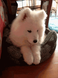 사모예드를 아시나요?.gif | 인스티즈