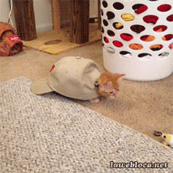 고양이 새끼들 .gif | 인스티즈