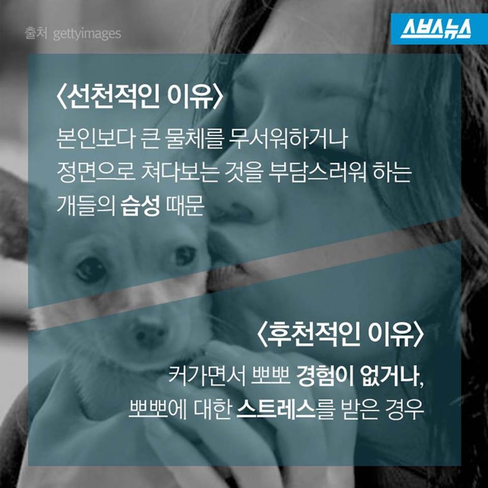 개들이 뽀뽀를 피하는 이유.jpg | 인스티즈