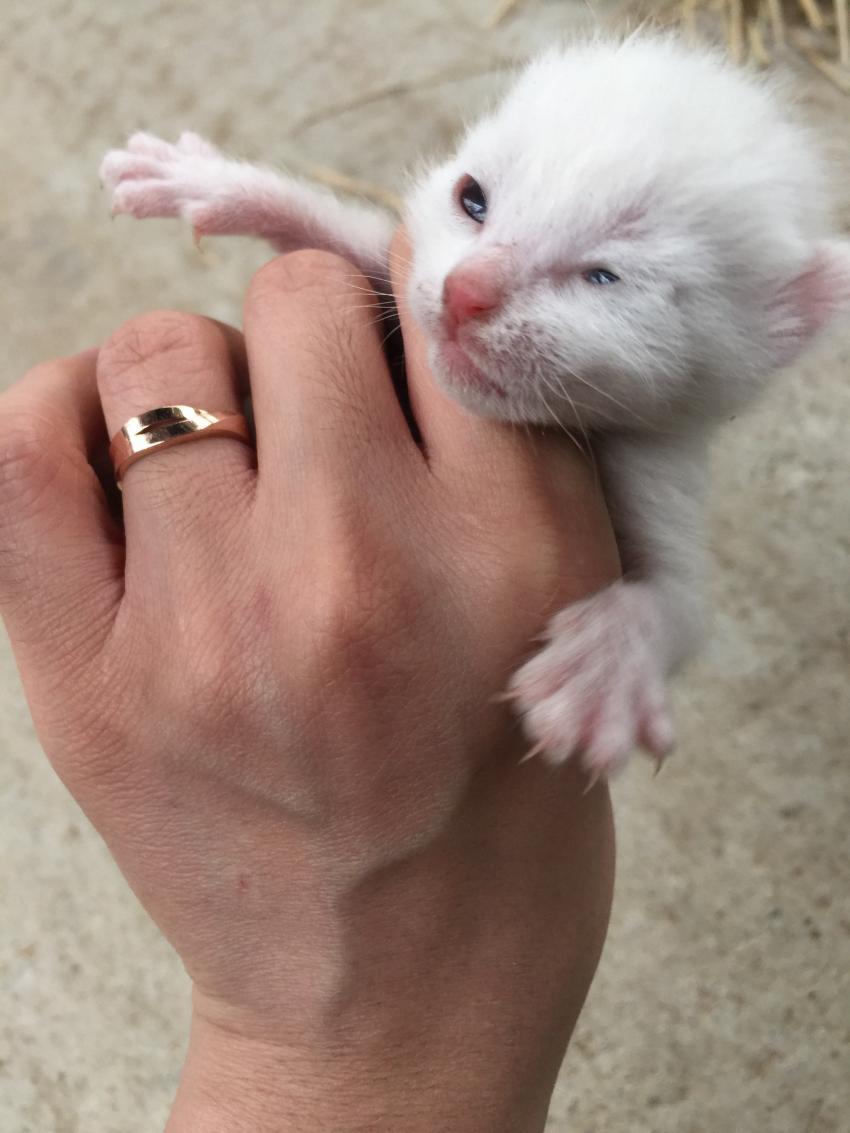 새끼 고양이.jpg | 인스티즈