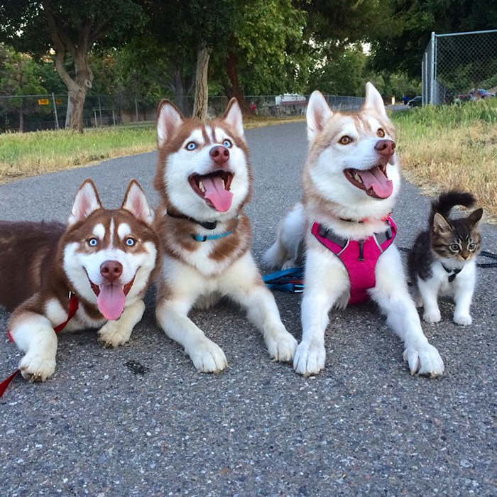3마리의 허스키들과 친구가 된 냥이.jpg | 인스티즈