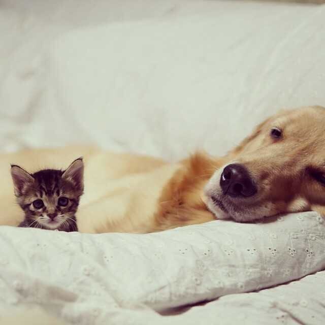 강아지와 고양이.jpg | 인스티즈