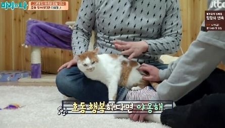 [마리와나] 뚱보냥 호동이 다이어트 시키기 (feat.먼지) | 인스티즈