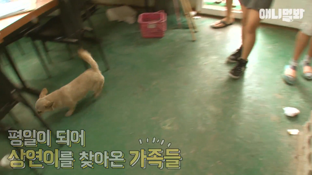 혼자 버스타고 지인 만나러 가는 강아지 상연이.jpg | 인스티즈