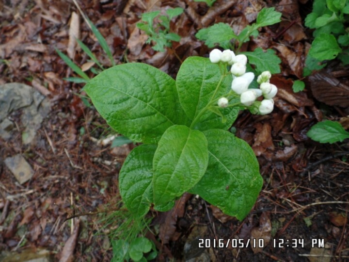 꽃동산화원 이미지