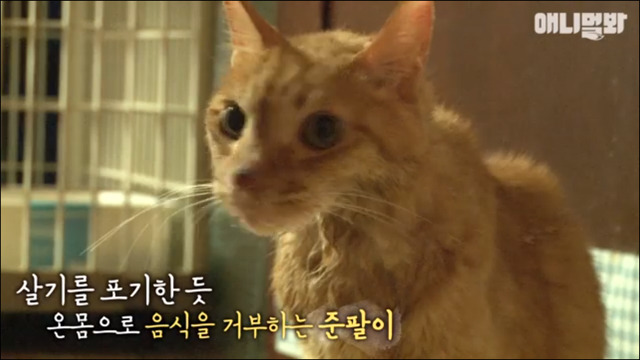 거식증 걸린 고양이 준팔이 그후 | 인스티즈