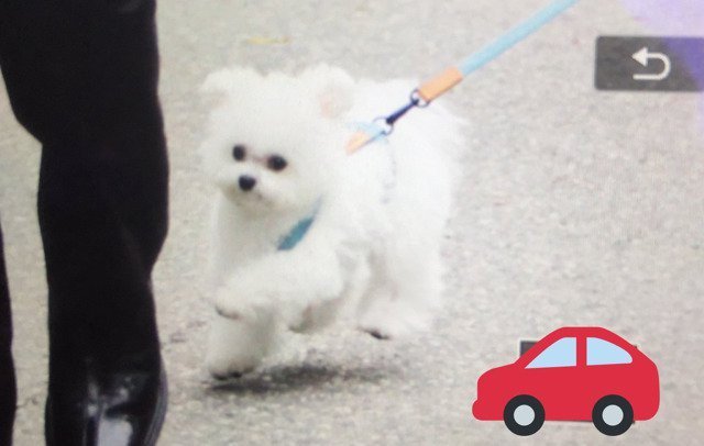 음악방송 출근하는 강아지.jpg | 인스티즈