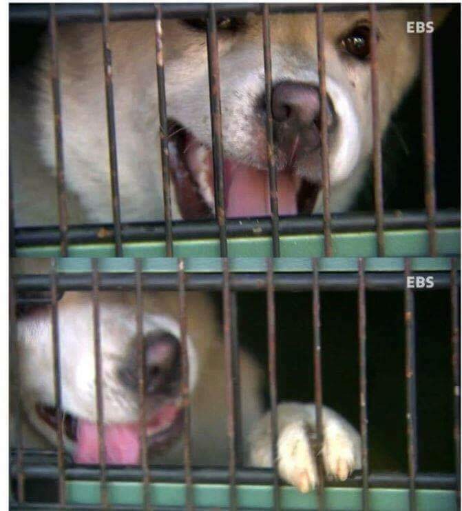 나는 아직 살수 있는데 왜 죽으라하나요 | 인스티즈
