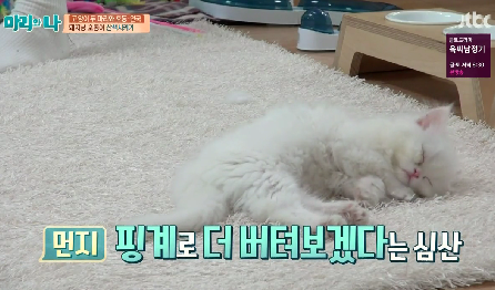 [마리와나] 뚱보냥 호동이 다이어트 시키기 (feat.먼지) | 인스티즈