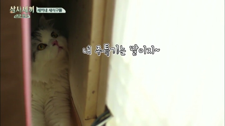 심쿵주의 삼시세끼 윤균상 반려묘 쿵이와몽이 심쿵주의 | 인스티즈