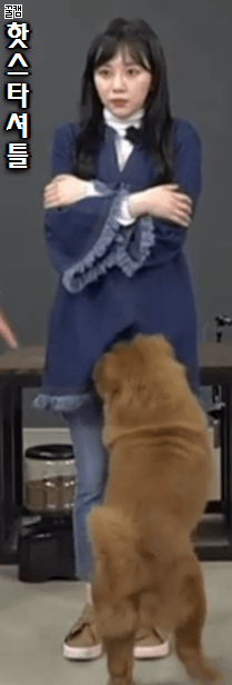 발정난 개.gif | 인스티즈