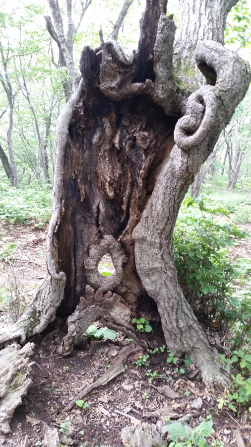 국수당 이미지