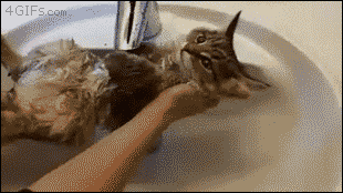 냥이들.gif | 인스티즈