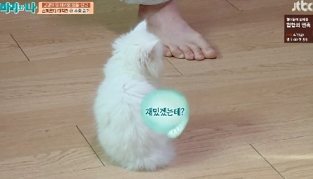 [마리와나] 뚱보냥 호동이 다이어트 시키기 (feat.먼지) | 인스티즈
