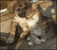 들이대는 냥이 .gif | 인스티즈
