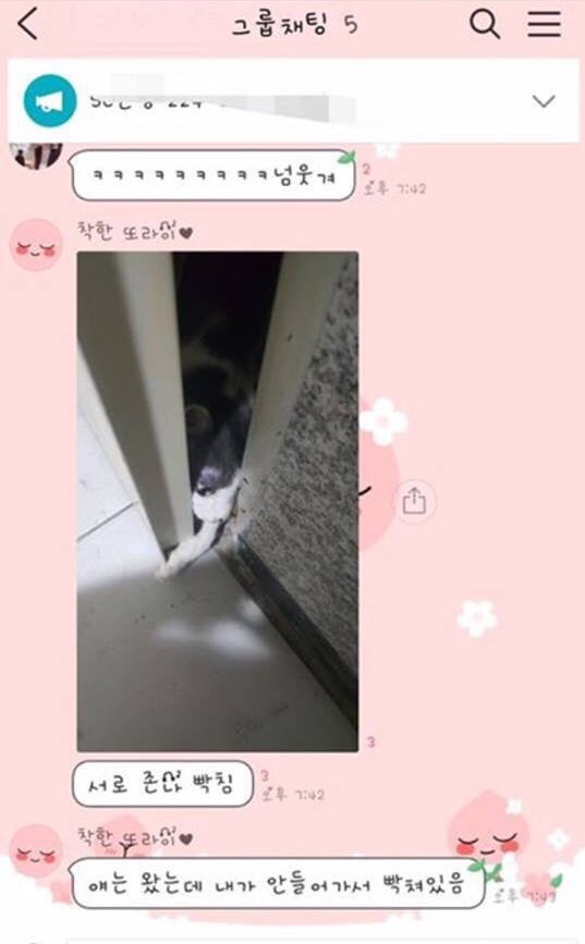 고양이가 문잠궈서 못들어가고있어요ㅜㅜ | 인스티즈