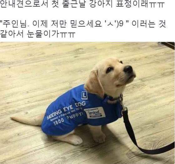 안내견으로 첫 출근하는 강아지 | 인스티즈